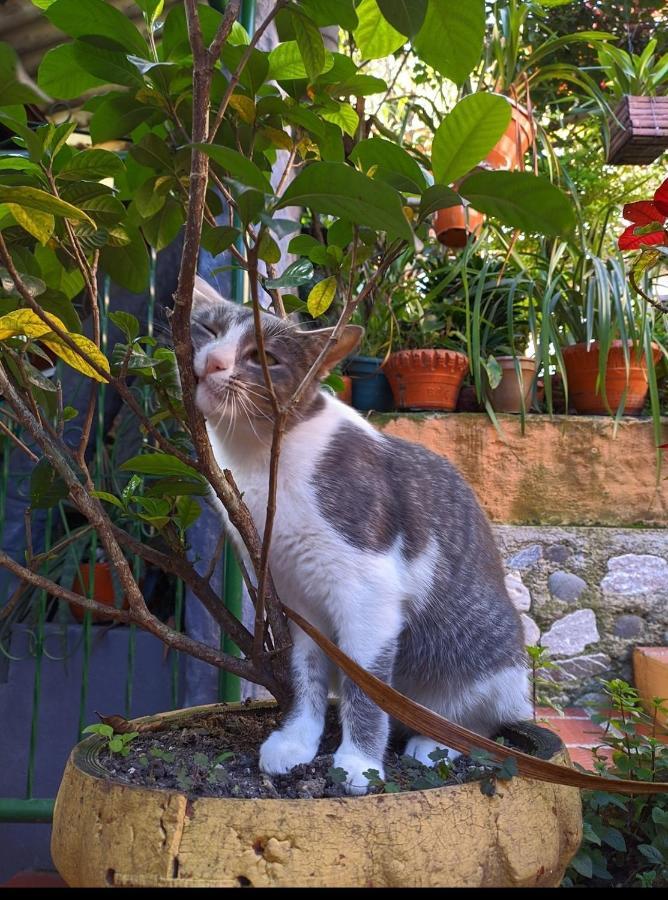 Hospedaje El Jardin San Agustin  Luaran gambar